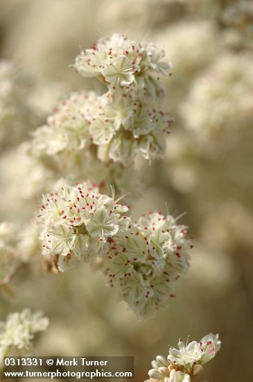 Eriogonum strictum ssp. proliferum var. proliferum