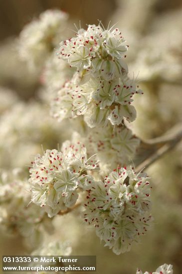 Eriogonum strictum ssp. proliferum var. proliferum