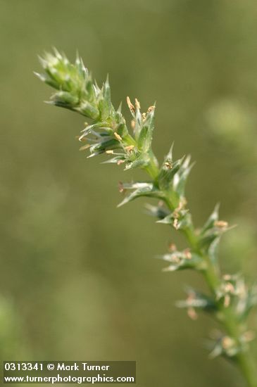 Salsola kali