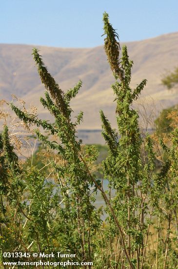 Urtica dioica ssp. holosericea