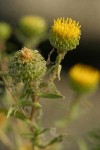 Columbia River Gumweed blossom detail