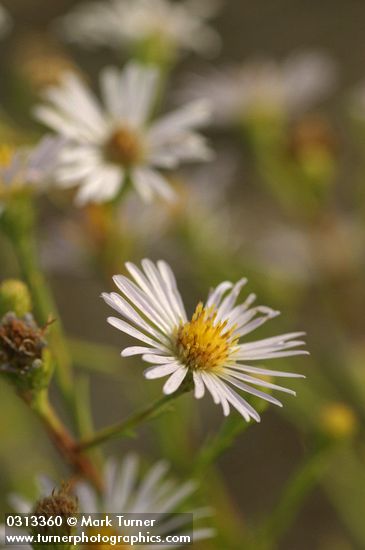 Symphyotrichum subspicatum var. subspicatum (Aster subspicatus)