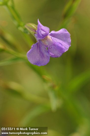 Mimulus ringens