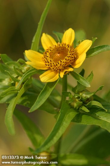 Bidens cernua
