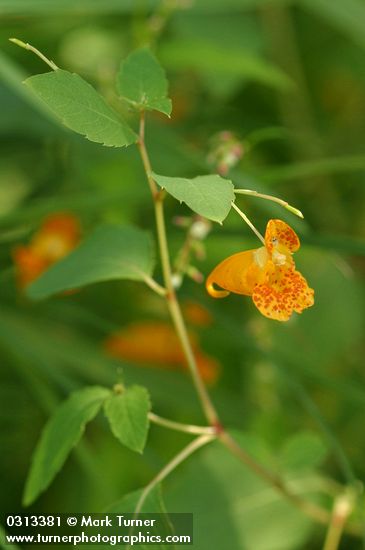 Impatiens capensis