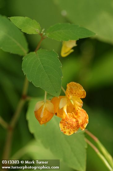 Impatiens capensis