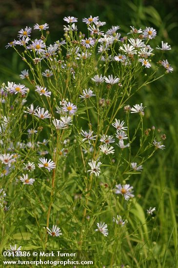 Symphyotrichum subspicatum var. subspicatum (Aster subspicatus)