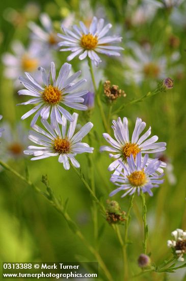 Symphyotrichum subspicatum var. subspicatum (Aster subspicatus)