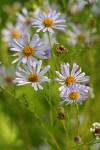 Douglas' Aster blossoms detail