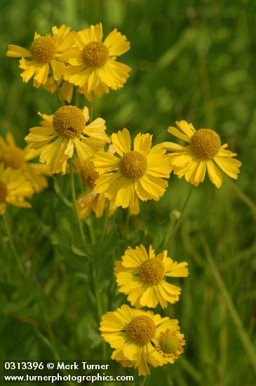 Helenium autumnale