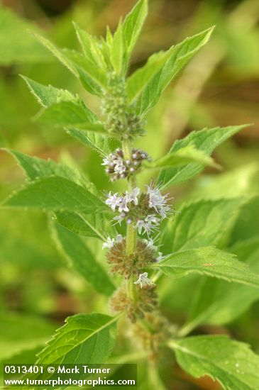 Mentha arvensis
