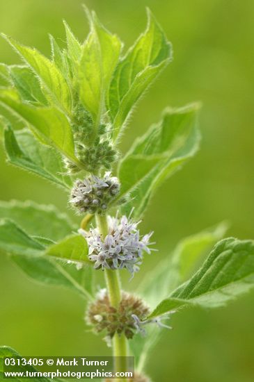 Mentha arvensis