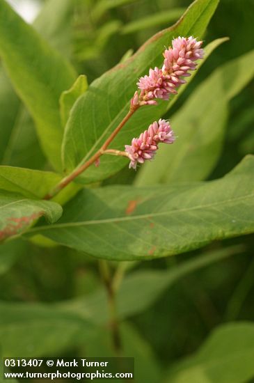 Polygonum amphibium var. emersum (P. coccineum)
