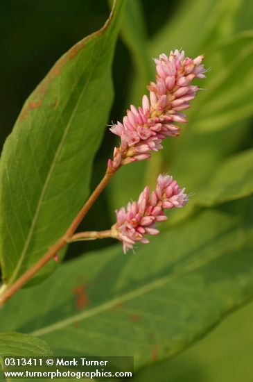 Polygonum amphibium var. emersum (P. coccineum)