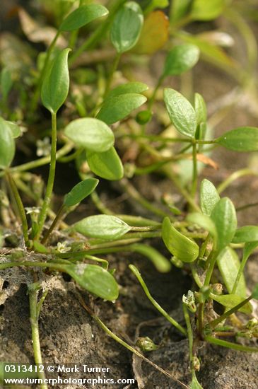 Limosella aquatica