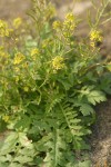 Western Yellow Cress