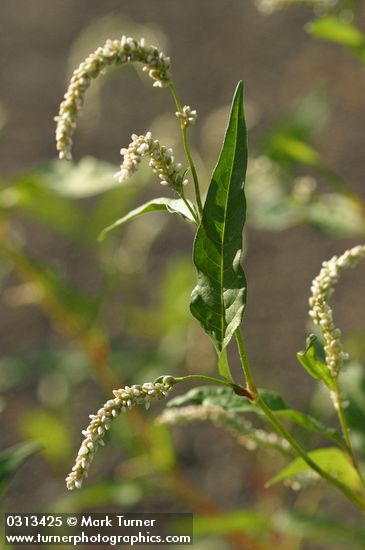 Polygonum lapathifolium