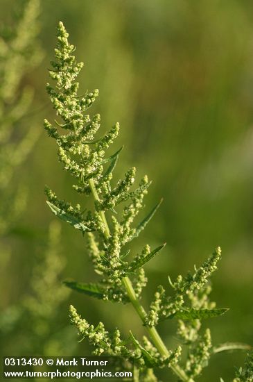 Rumex maritimus