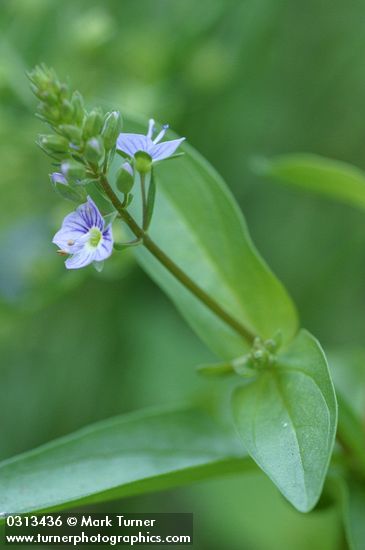 Veronica anagallis-aquatica