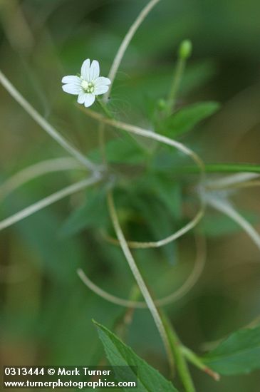Epilobium ciliatum ssp. watsonii