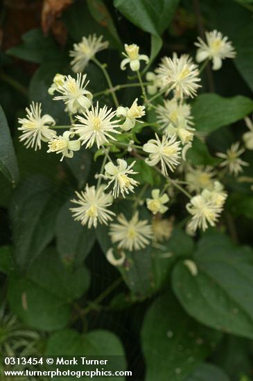 Clematis vitalba
