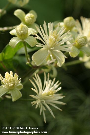 Clematis vitalba