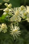 Traveler's Joy Clematis blossoms extreme detail