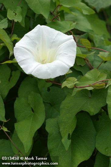 Calystegia sepium ssp. angulata (Convolvulus sepium)