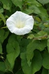 Hedge Bindweed blossom & foliage detail