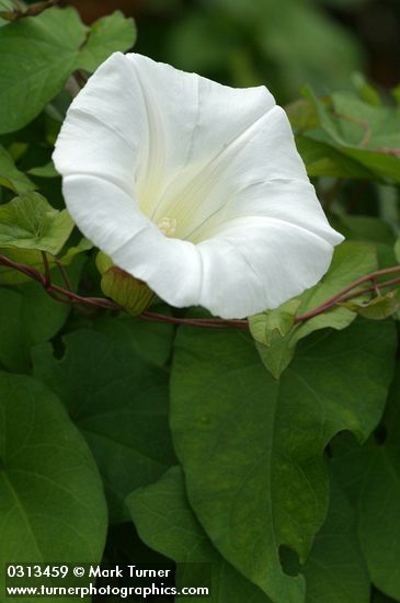 Calystegia sepium ssp. angulata (Convolvulus sepium)