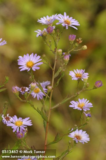 Symphyotrichum chilense var. chilense (Aster chilensis)
