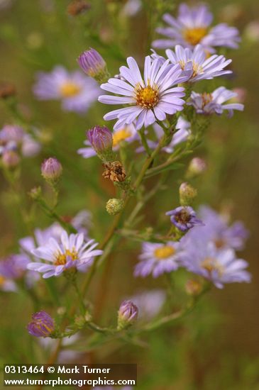 Symphyotrichum chilense var. chilense (Aster chilensis)