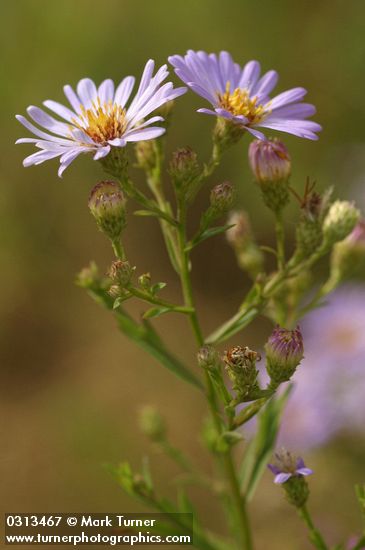 Symphyotrichum chilense var. chilense (Aster chilensis)