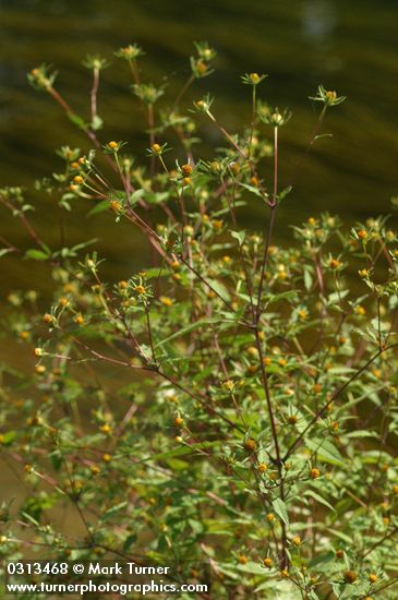Bidens frondosa