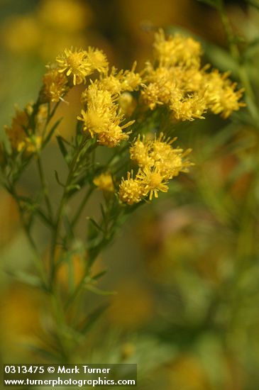 Euthamia occidentalis (Solidago occidentalis)