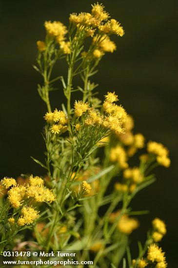 Euthamia occidentalis (Solidago occidentalis)