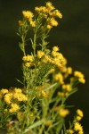 Western Goldenrod blossoms