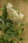 Western White Clematis blossoms & foliage detail