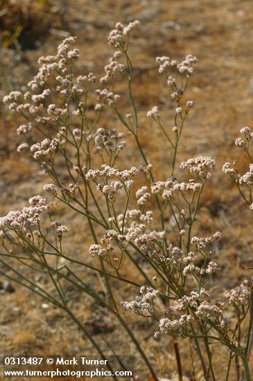 Eriogonum elatum