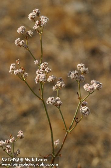 Eriogonum elatum