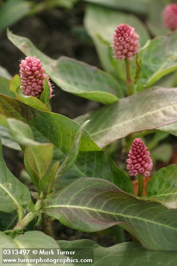 Polygonum amphibium
