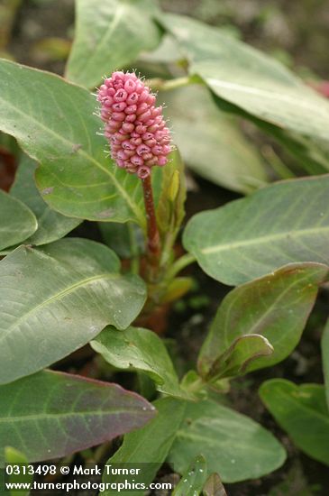 Polygonum amphibium
