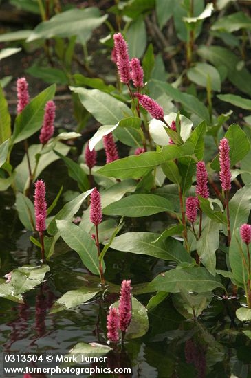 Polygonum amphibium