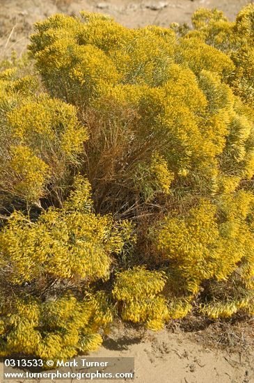 Chrysothamnus viscidiflorus