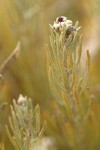 Rigid Sagebrush foliage & flower buds extreme detail
