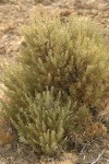 Rigid Sagebrush