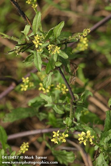 Sisymbrium officinale