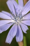 Chicory blossom detail