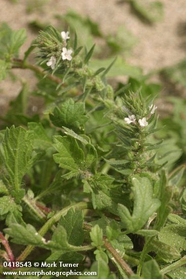 Verbena bracteata
