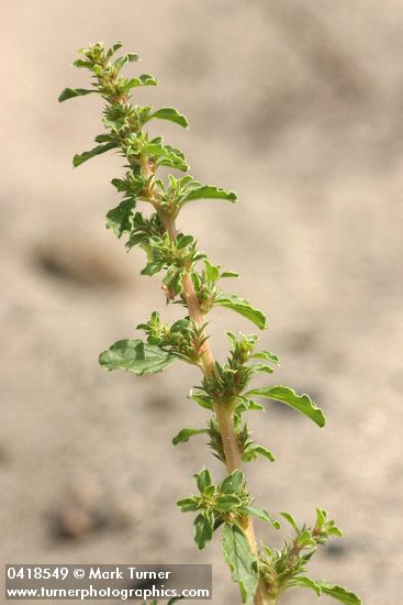 Ambrosia acanthicarpa